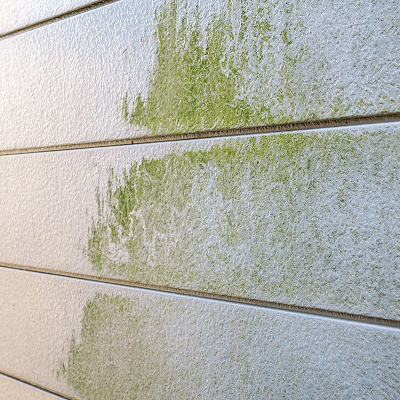 コケ・藻カビの写真